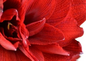 hippeastrum Double Dragon ® (2)